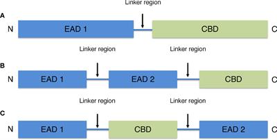 Phage therapy for Clostridioides difficile infection